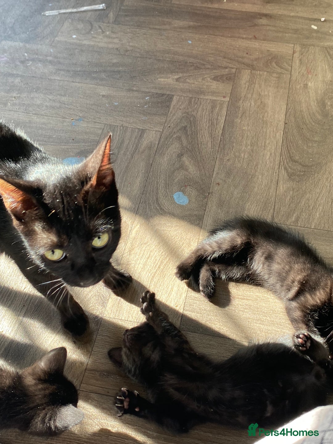 Mixed Breed cats for sale: 7 black kittens - Image 5