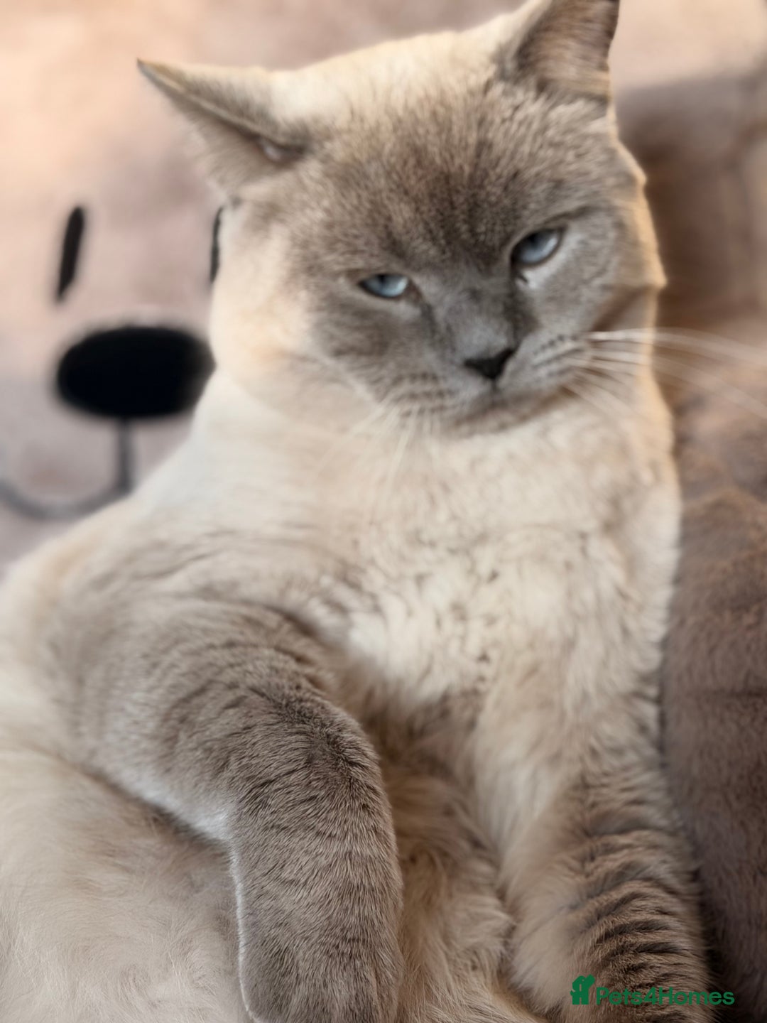 British Shorthair cats for stud: For stud  - Advert 3
