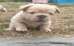 French Bulldog dogs for sale: French Bulldog Puppies ready for new home - Image 2