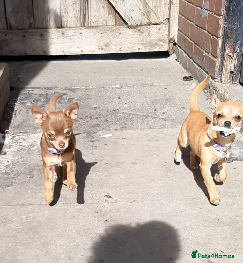 Chihuahua dogs Two beautiful girls left. - Advert 2