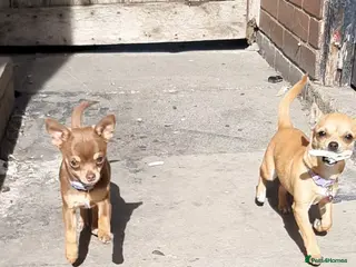 Chihuahua dogs Two beautiful girls left. - Advert 2