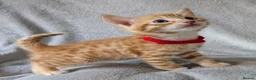 Mixed Breed cats for sale: Beautiful half Bengal kittens - Advert 22