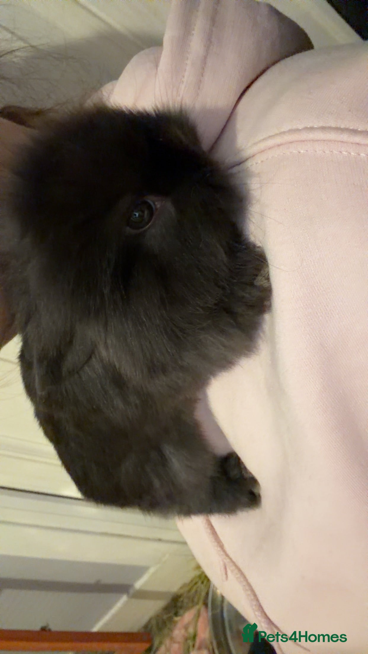 Mixed Breed rabbits Lionheadxminilop  - Advert 16