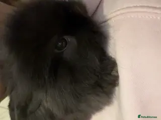 Mixed Breed rabbits Lionheadxminilop - Advert 16