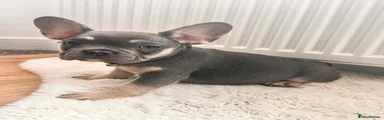 French Bulldog 2