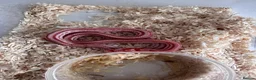 Corn Snake reptiles for sale: Corn snakes cb26 and cb25 available  - Advert 11