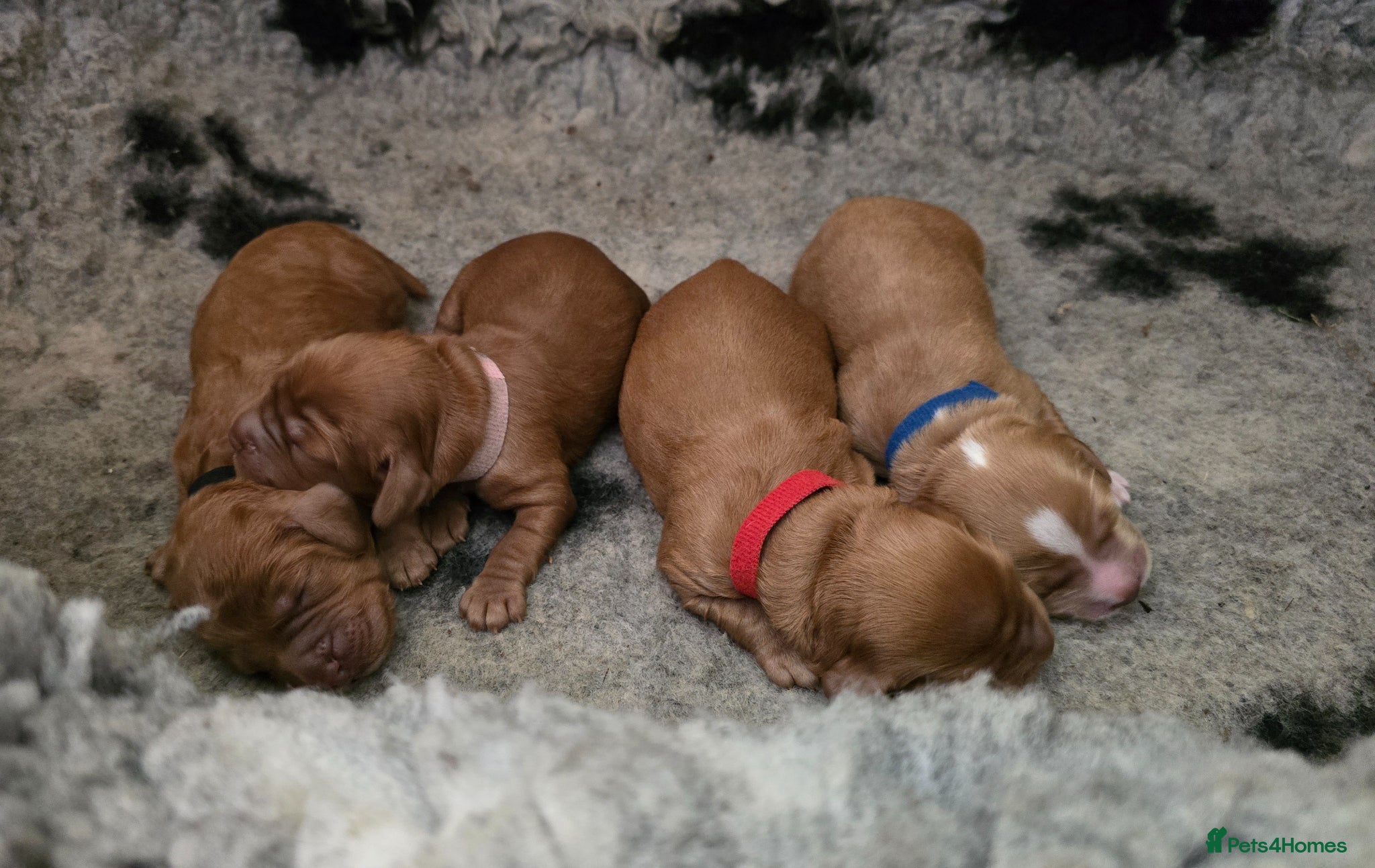 Cockapoo dogs for sale: Cockapoo Puppies ❤️  - Advert 1