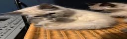 Ragdoll cats for sale: Ragdoll seal point/bluepoint - Advert 15