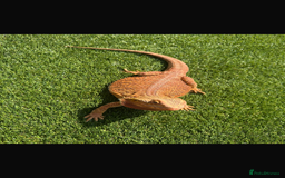 Bearded Dragon reptiles for sale: 🔥🔥🔥 BABY BEARDED DRAGONS 🔥🔥🔥 - Image 1
