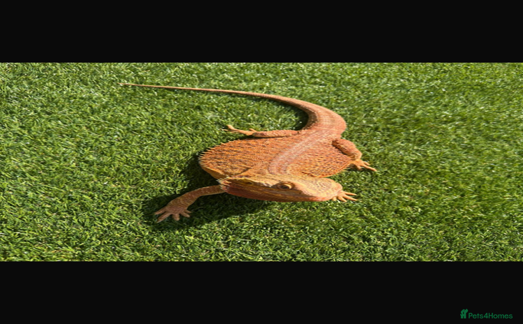 Bearded Dragon reptiles - Advert 1