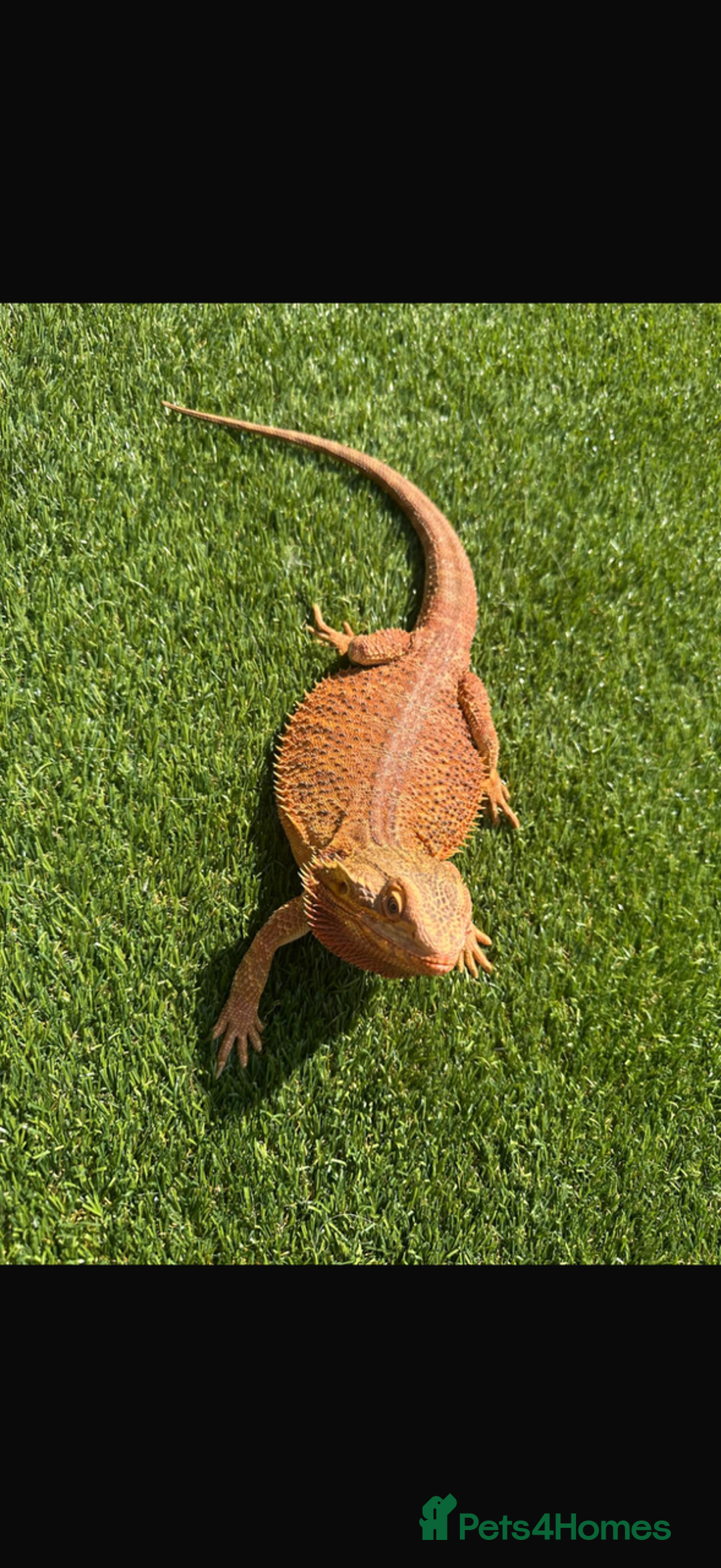 Bearded Dragon reptiles for sale: 🔥🔥🔥 BABY BEARDED DRAGONS 🔥🔥🔥 - Image 1