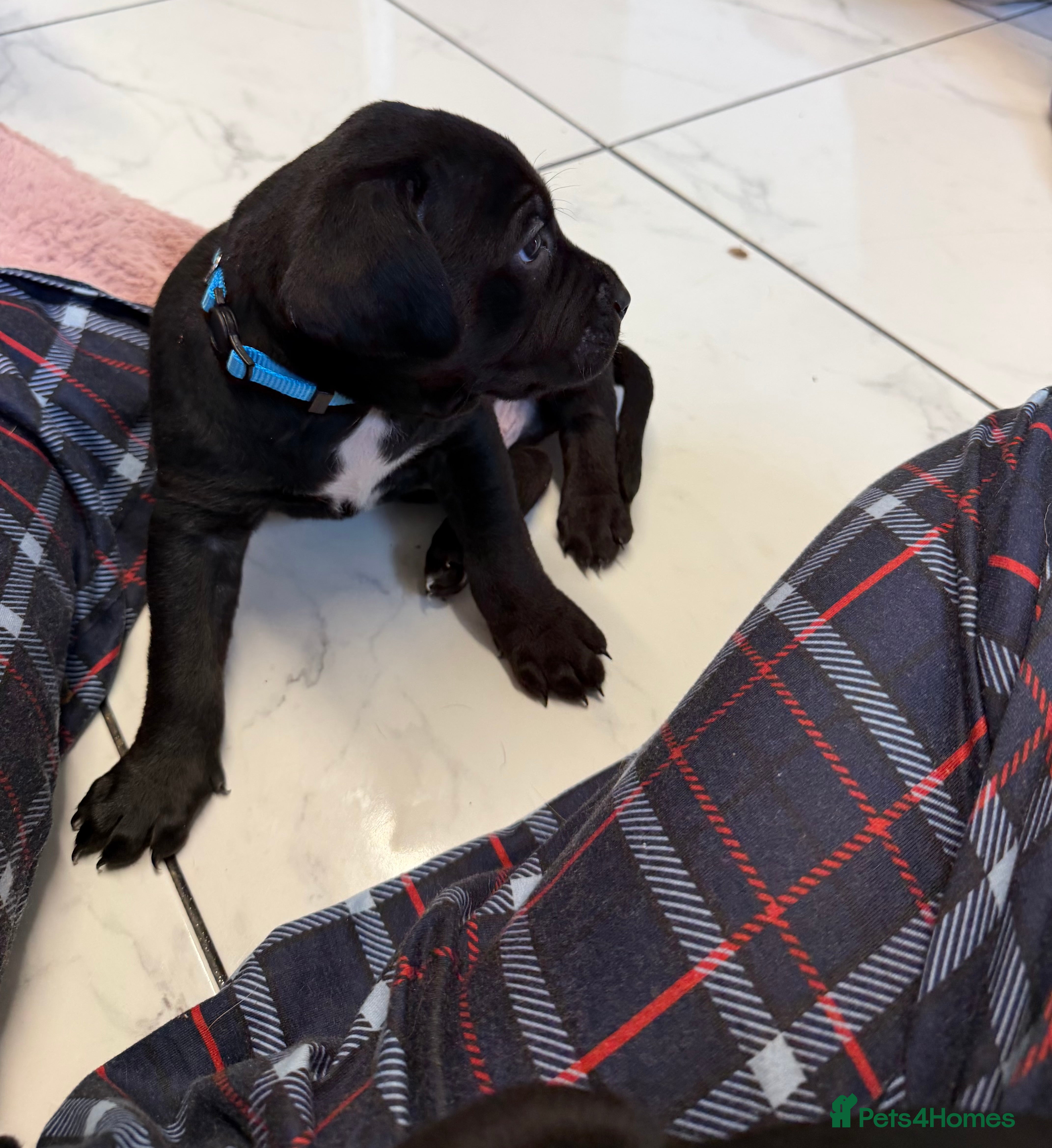 Mixed Breed dogs Staffordshire bullterrier cross Labrador puppies - Advert 2