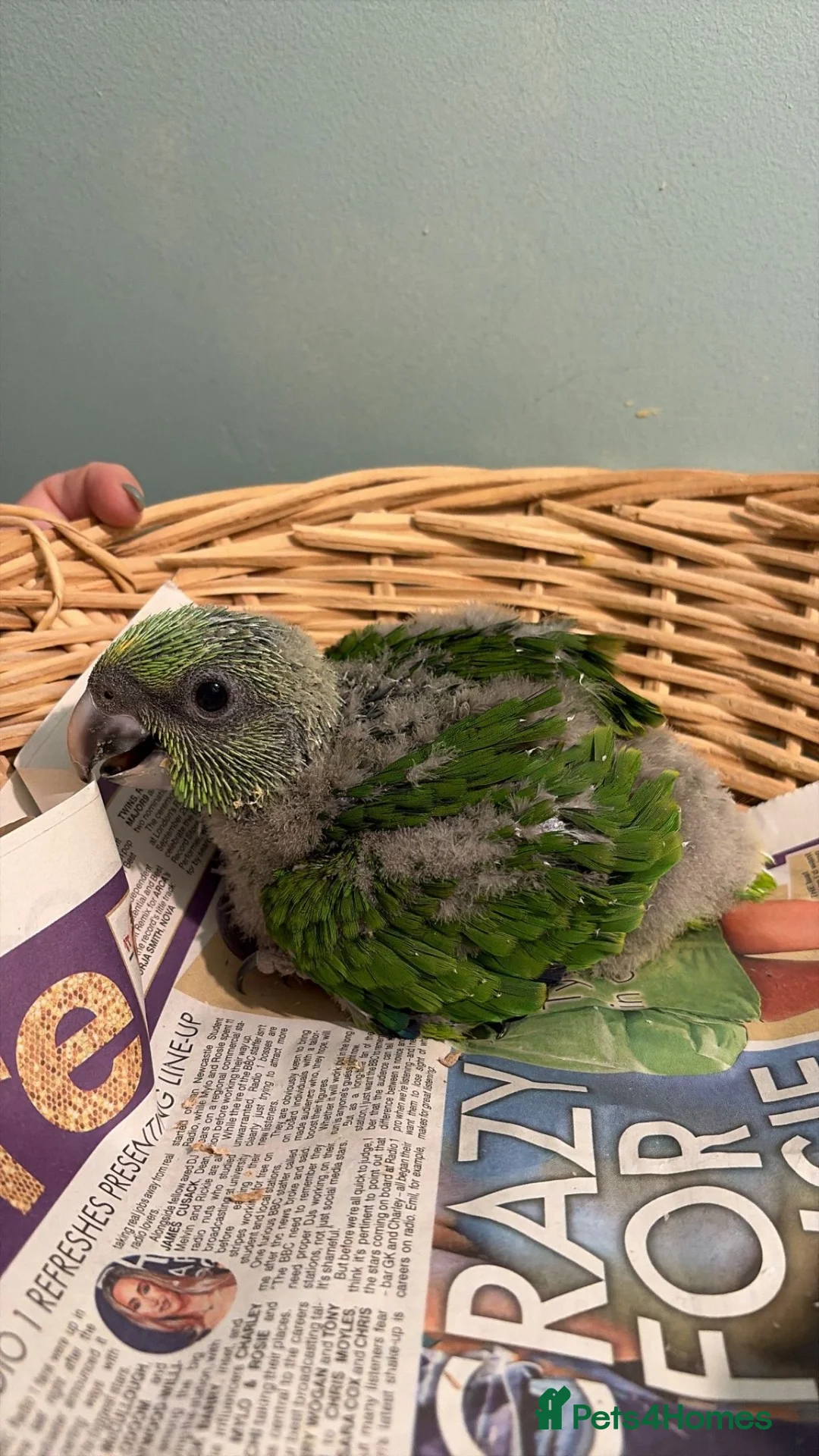 Parrots birds for sale: Baby yellow naped amazon  - Advert 2