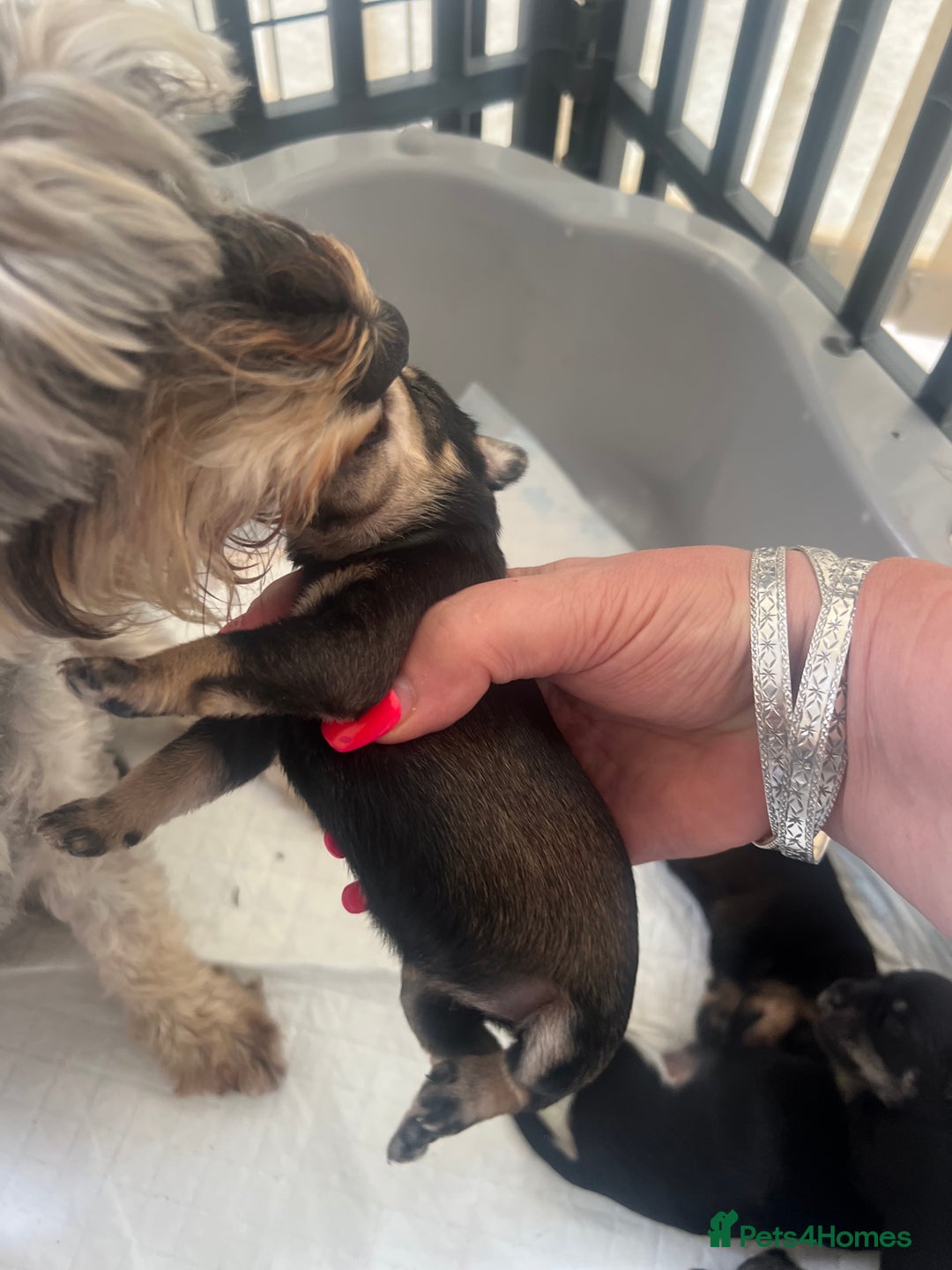 Miniature Schnauzer dogs for sale: 🐾🐶Schnauzer/Schnoodles🐶🐾 - Image 5