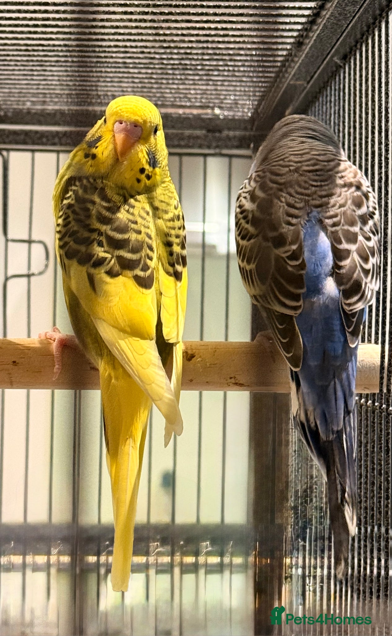 Budgerigars birds Pair of budgies 8 weeks old  - Advert 1