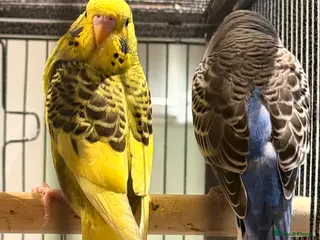 Budgerigars birds Pair of budgies 8 weeks old - Advert 1