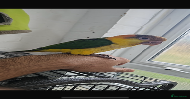 Parrots birds - Advert 16