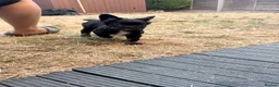 French Bulldog dogs for sale: Reduced! Ready now, 2 visual fluffy Girls left!  - Advert 3
