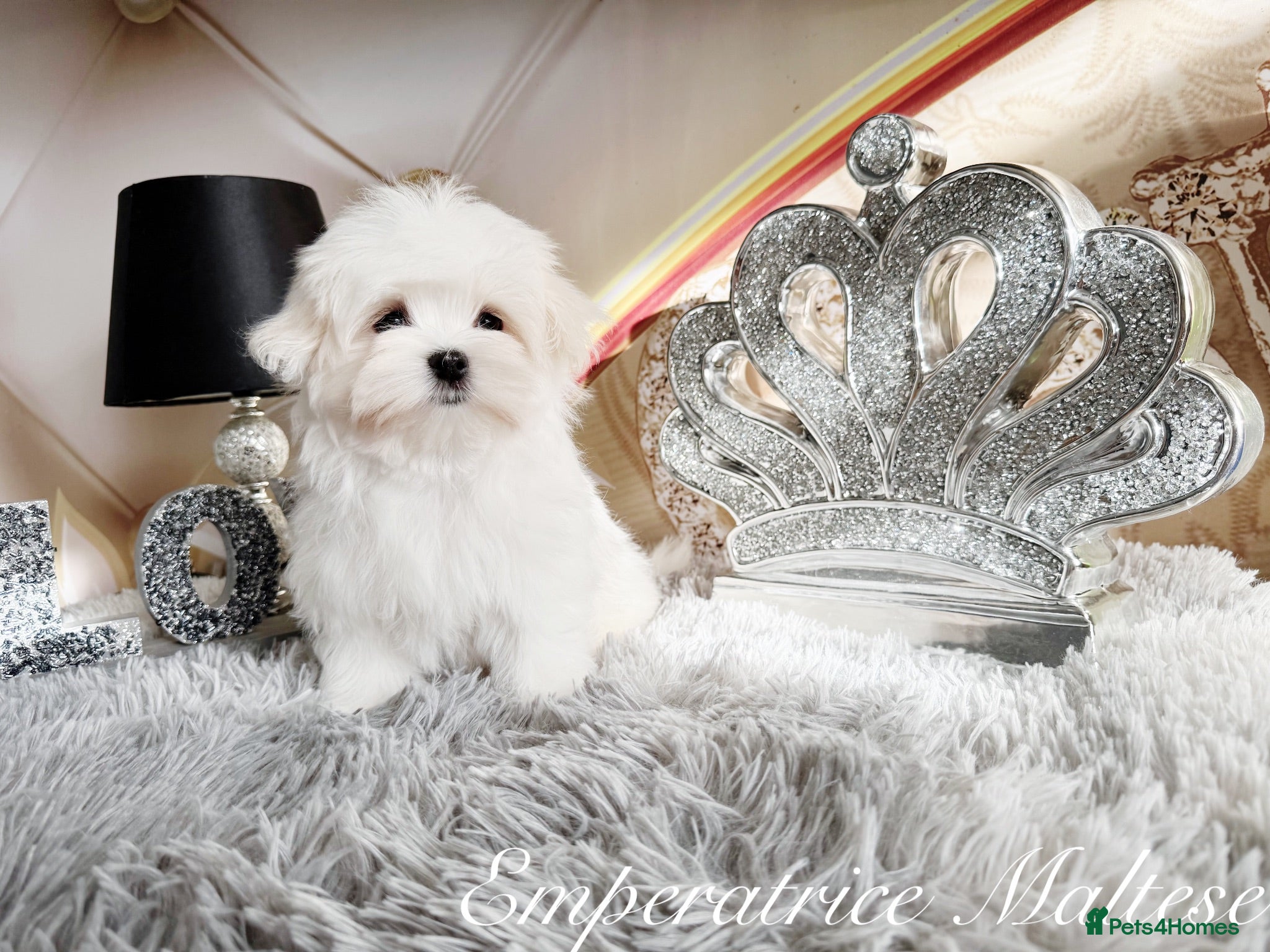 Maltese dogs Tiny KC Reg. Korean Maltese- CH line show dogs! - Advert 2
