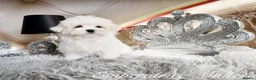 Maltese dogs for sale: Tiny KC Reg. Korean Maltese- CH line show dogs! - Advert 2