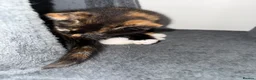Mixed Breed cats for sale: Kittens Aga in ELY - Advert 5