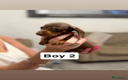 Miniature Dachshund dogs for sale: Stunning baby mini dachshunds  - Image 10