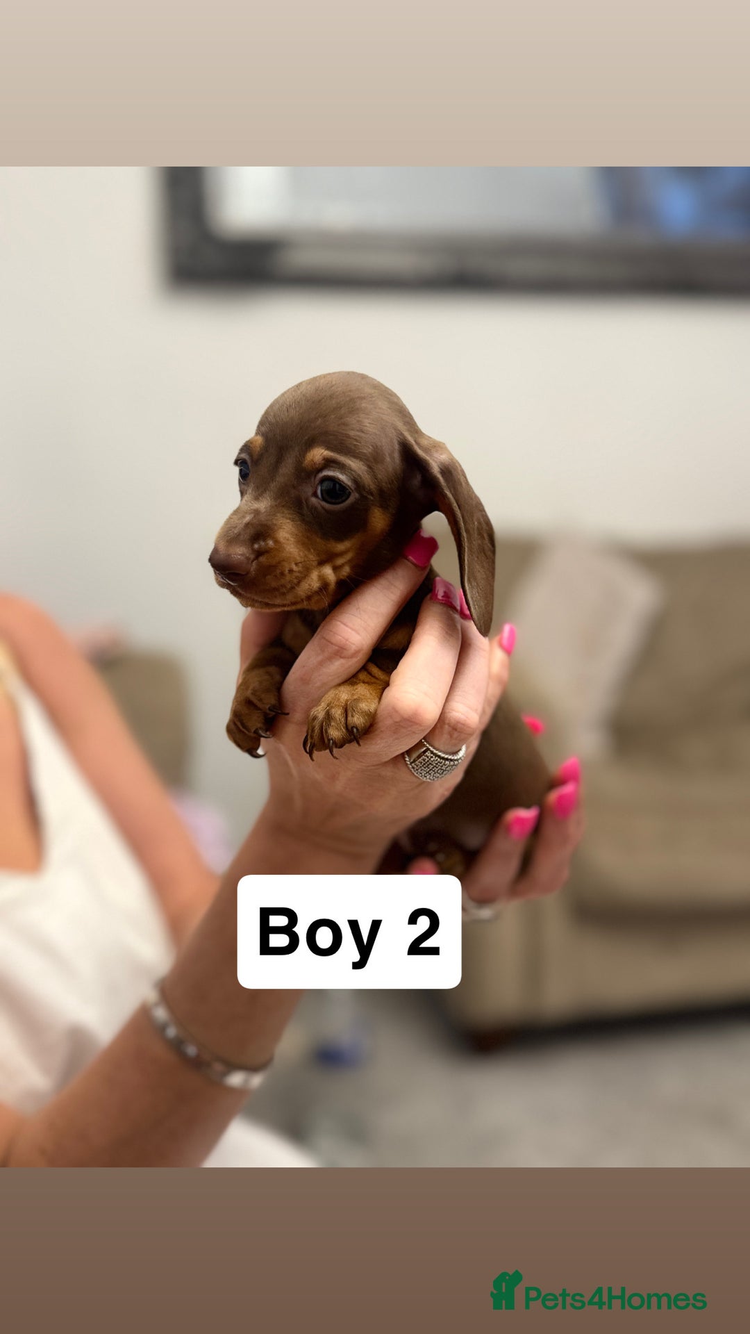 Miniature Dachshund dogs for sale: Stunning baby mini dachshunds  - Image 10