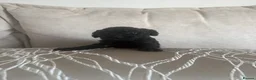 Toy Poodle dogs for sale: 3 Beautiful toy poodle puppies  - Advert 4