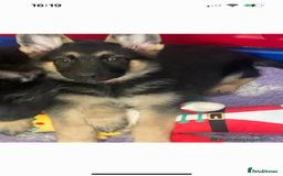 German Shepherd dogs for sale: READY NOW OUTSTANDING  GERMAN SHEPARD PUPPIES  in Stanford-le-Hope - Image 28