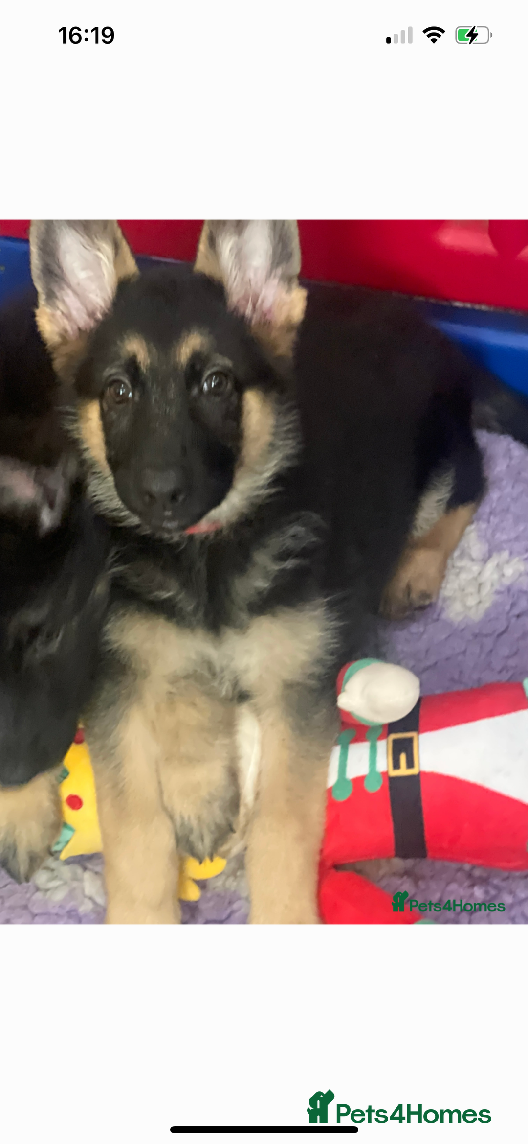 German Shepherd dogs for sale: READY NOW OUTSTANDING  GERMAN SHEPARD PUPPIES  in Stanford-le-Hope - Image 28