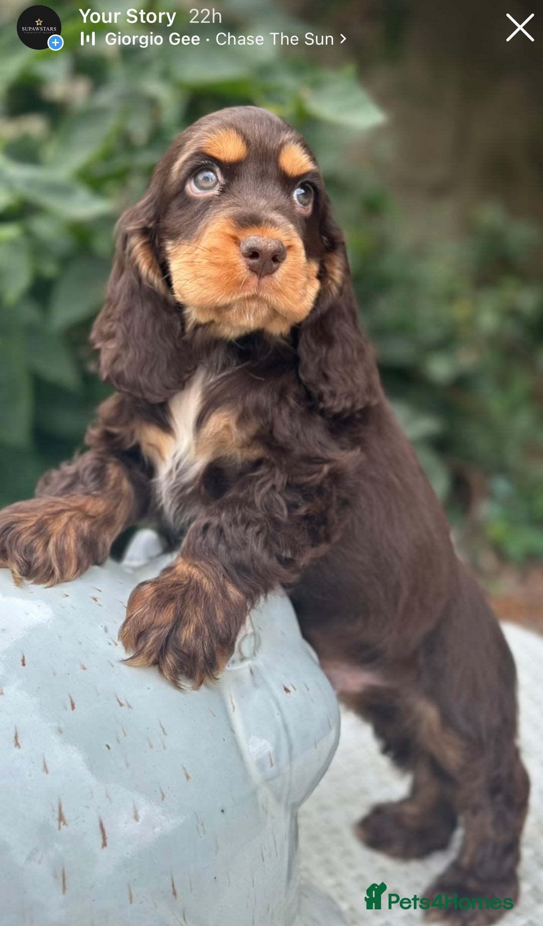 Cocker Spaniel dogs for sale: Stunning show cocker spaniels  - Image 8