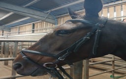 American Standardbred horses for sale: Allrounder horse  - Image 4
