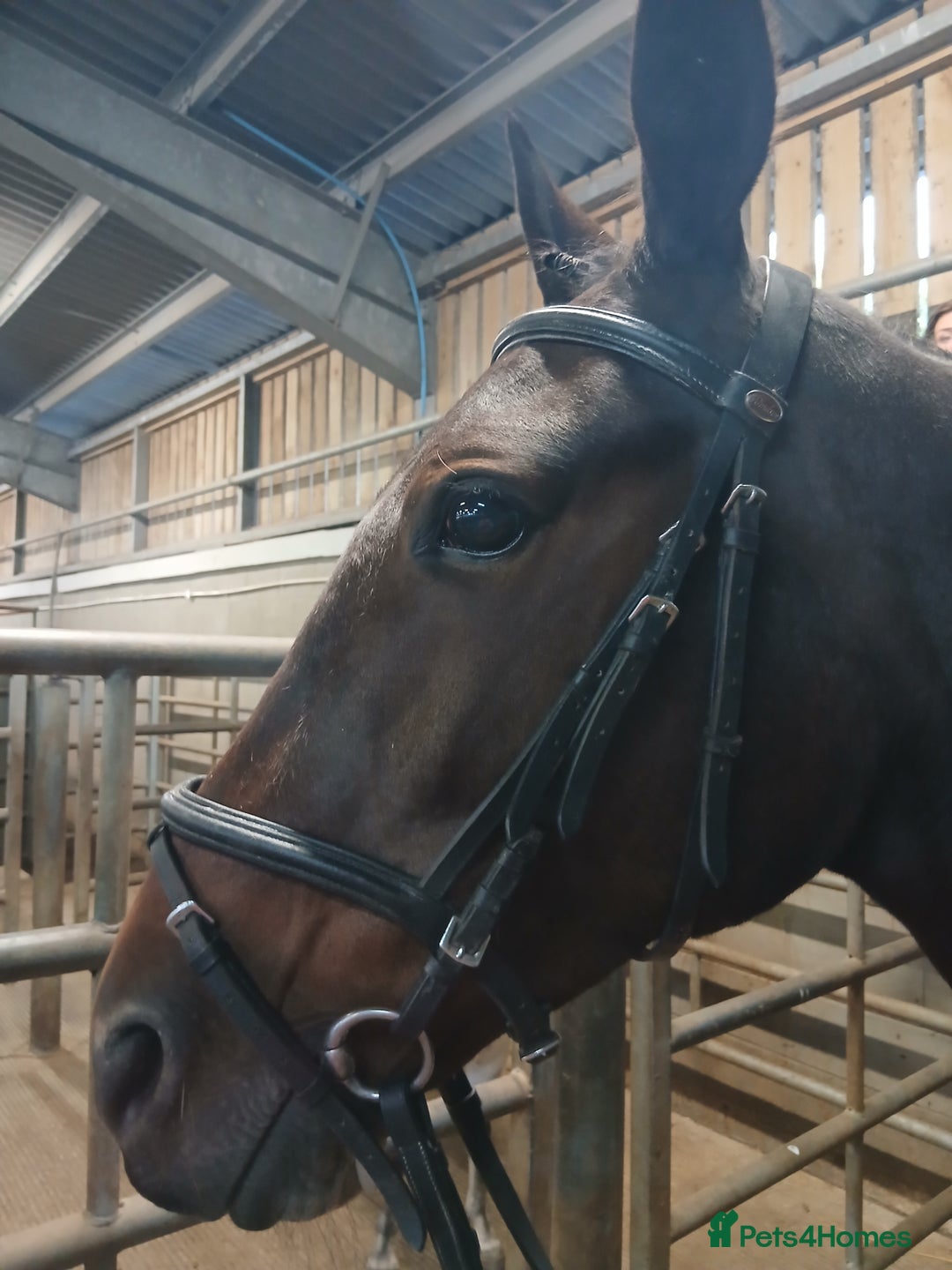 American Standardbred horses for sale: Allrounder horse  - Image 4
