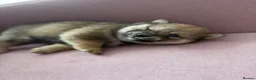 Japanese Shiba Inu dogs for sale: Health tested Shiba puppies - Advert 20