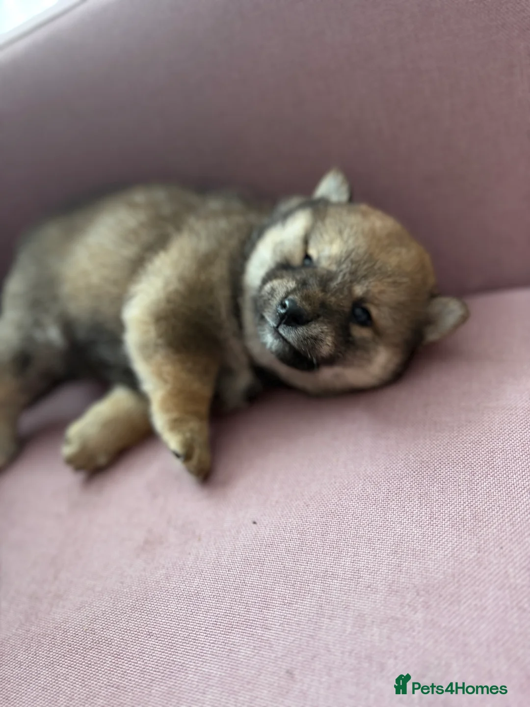 Japanese Shiba Inu dogs for sale: Health tested Shiba puppies - Advert 20