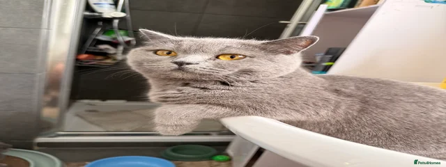 Sheila