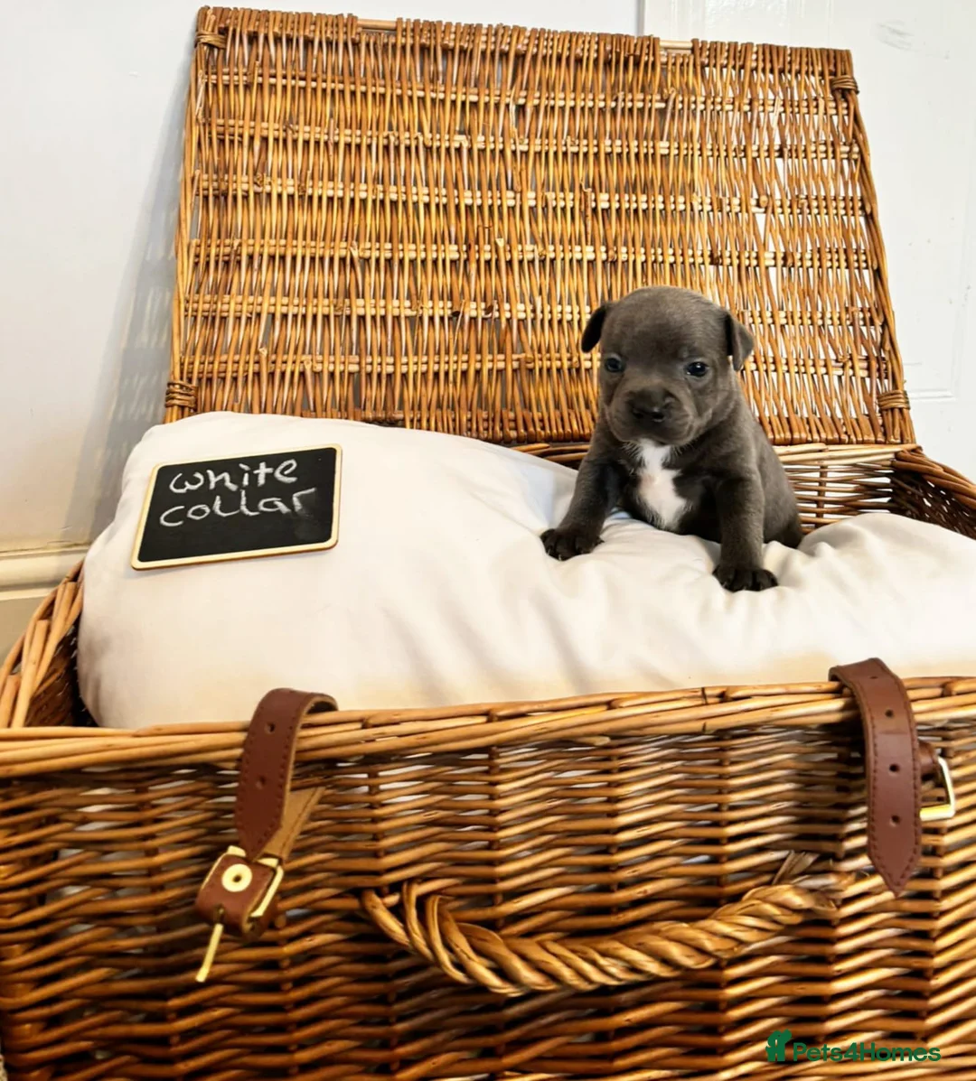 Staffordshire Bull Terrier dogs for sale: Beautiful chunky blue staffies  - Advert 1