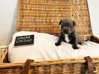 Staffordshire Bull Terrier dogs Beautiful chunky blue staffies - Advert 2