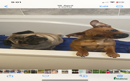 Jug dogs for sale: Jug/Jack Russell Pups - Image 3