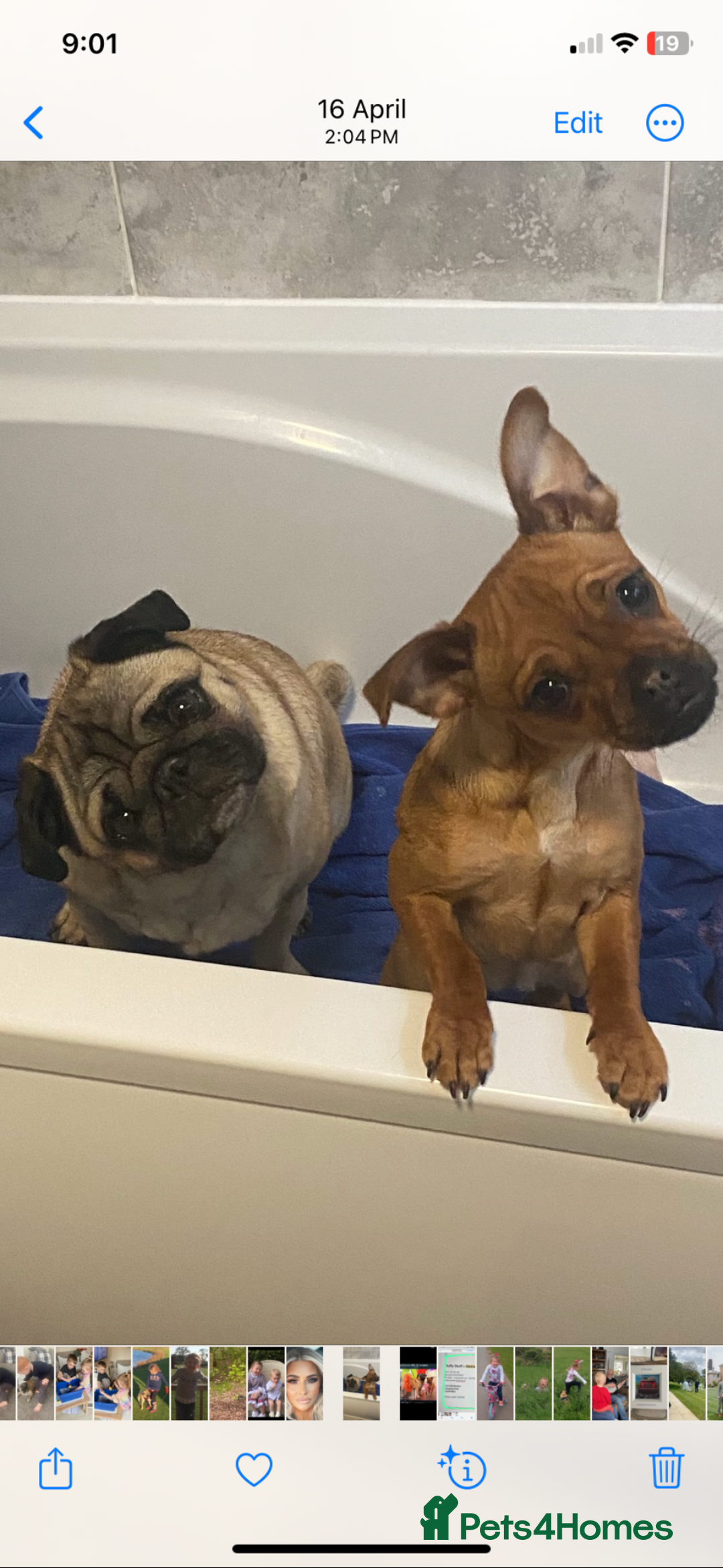 Jug dogs for sale: Jug/Jack Russell Pups - Image 3