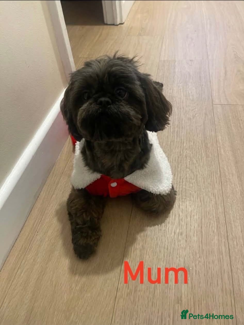 Shih Tzu dogs 💕 Tiny Paws Big Hearts Beautiful Shih Tzu Pups 💕 - Advert 1