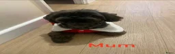 Shih Tzu dogs for sale: 💕 Tiny Paws Big Hearts Beautiful Shih Tzu Pups 💕 in Gloucester - Advert 1