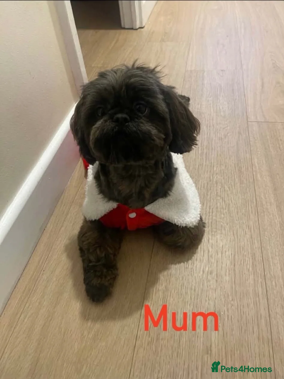 Shih Tzu dogs for sale: 💕 Tiny Paws Big Hearts Beautiful Shih Tzu Pups 💕 in Gloucester - Advert 1