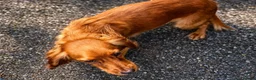 Cockapoo dogs for sale: 🌟 Stunning red & apricot cockapoo puppies 🌟 in Leatherhead - Advert 11