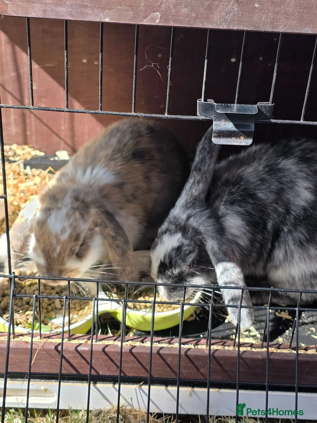 Mixed Breed rabbits for sale: 2 lovely bunnies for sale  - Advert 5