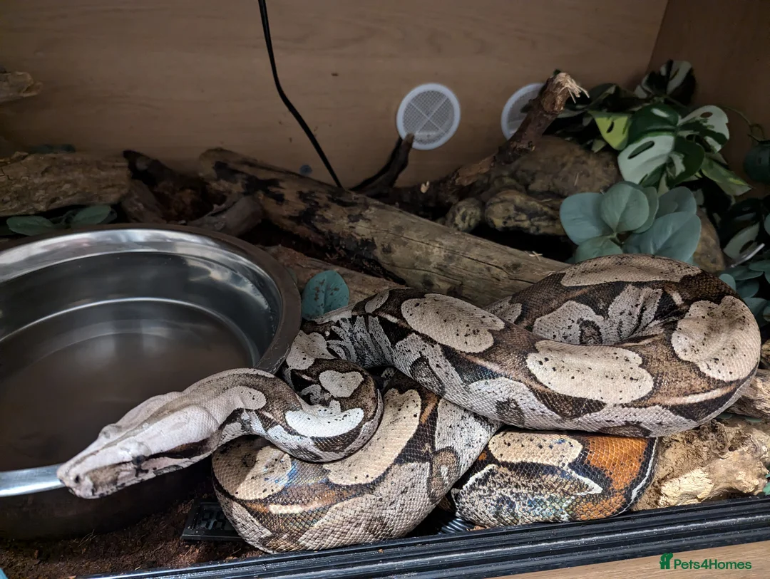 Boa Snake reptiles for sale: Suriname Red Tail Boa Constrictor  - Advert 2