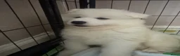Samoyed dogs for sale: 🐾puppies are ready for new happy homes🐾 - Advert 31