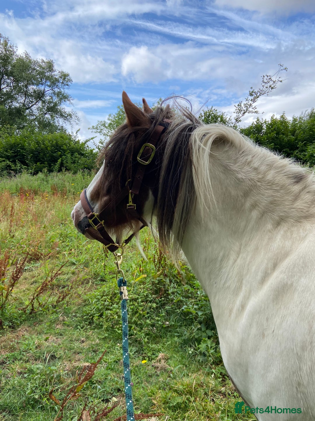 Other Breed horses for sale: Traditional cob gelding  - Advert 2