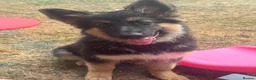 German Shepherd dogs for sale: German shepherd  - Advert 5