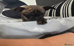 Mixed Breed dogs for sale: Puppy chugs 4 boys  - Image 26